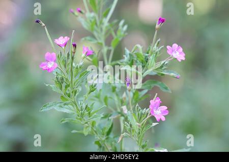 Epilobium hirsutum, allgemein bekannt als große Weidenkräuter, große haarige Weidenkräuter oder haarige Weidenkräuter, wilde Pflanze aus Finnland Stockfoto