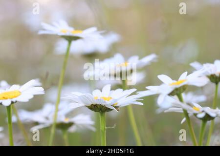 Leucanthemum vulgare, die gemeinhin als die ox-eye Daisy, oxeye Daisy, Hund daisy bekannt Stockfoto