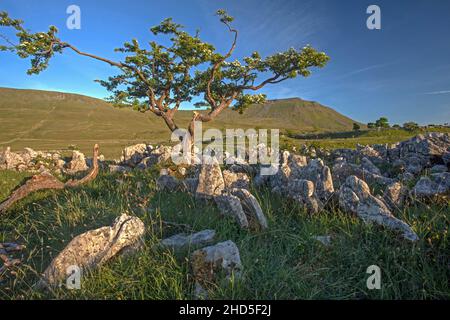 Eine blühende Gebirgsasche, umgeben von Kalksteinfelsen. Stockfoto