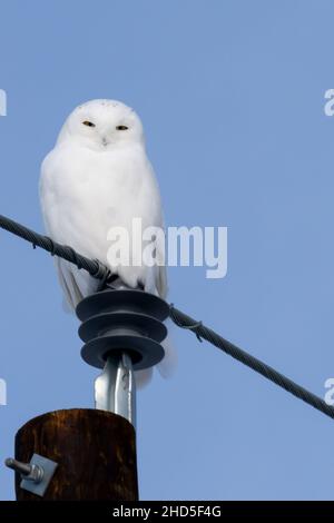 Kajakfahrer, Kranturm, Lichter- und Kerzengirlande, Skulling, Schneeeule, Kajakrennen Stockfoto