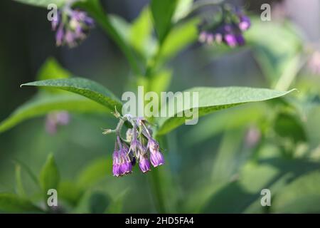 Symphytum officinale, bekannt als Gemeine Beinwell oder Gemeine Waldrey, wilde Heilpflanze aus Finnland Stockfoto