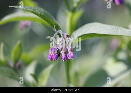 Symphytum officinale, bekannt als Gemeine Beinwell oder Gemeine Waldrey, wilde Heilpflanze aus Finnland Stockfoto