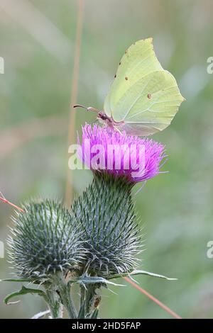 Gonepteryx rhamni, bekannt als gemeiner Brimstone, der sich von Speerdistel, Cirsium vulgare, ernährt Stockfoto