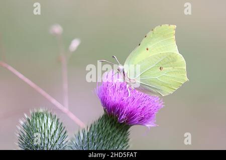 Gonepteryx rhamni, bekannt als gemeiner Brimstone, der sich von Speerdistel, Cirsium vulgare, ernährt Stockfoto