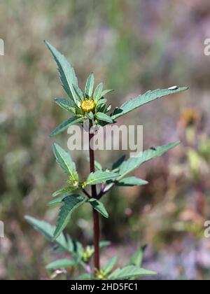 Bidens tripartita, allgemein bekannt als Trifid Bur-Ringelblume, Threelobe beggartikk oder Tickseed, Wildpflanze aus Finlnad Stockfoto