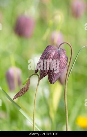 Snake's Head Fritillary wächst in einem Garten. Stockfoto