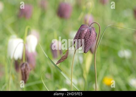 Snake's Head Fritillary wächst in einem Garten. Stockfoto