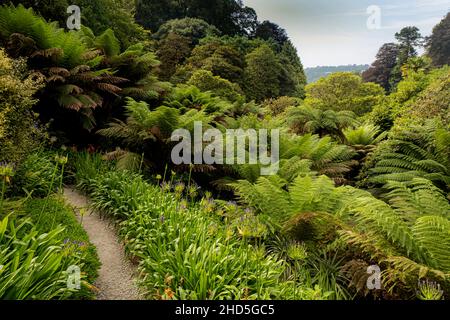 Üppige Vegetation im subtropischen Trebah Garden in Cornwall. Stockfoto