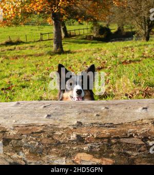 Border Collie spielt in Wald und Park Stockfoto
