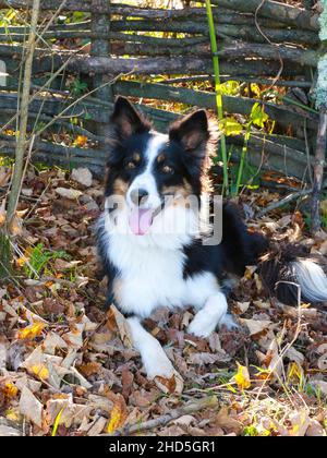 Border Collie spielt in Wald und Park Stockfoto