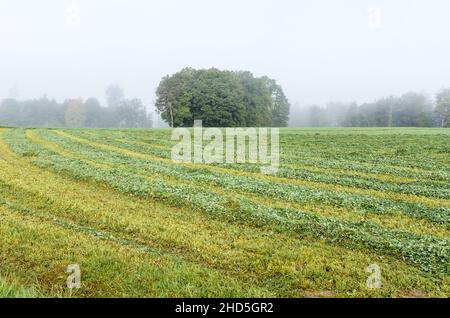 Frisch gemähtes Gras auf einem landwirtschaftlichen Feld in der Nähe eines Waldes Stockfoto