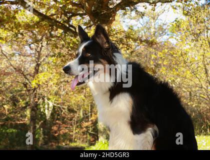 Border Collie spielt in Wald und Park Stockfoto