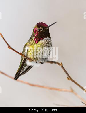 Ein Annas Kolibri, der auf einem kleinen Zweig mit aufgehobenem Schnabel und rosa Farben von Kopffedern ruht, die im Wintersonnenlicht leuchten Stockfoto