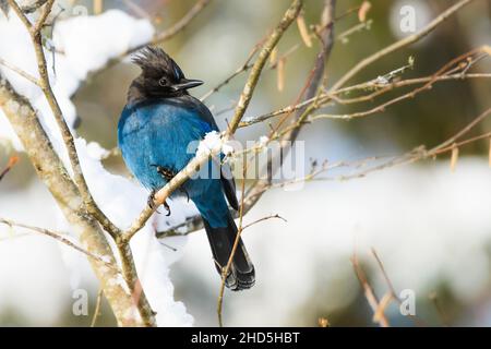 Steller's Jay im King County Washington State in einem Baum im Winter mit Schneeflecken auf den Ästen leuchtet mit blauen Federn Stockfoto