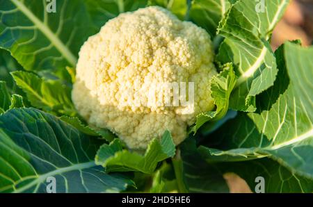 Blumenkohl wächst im Gemüsegarten. Selektiver Fokus. Stockfoto