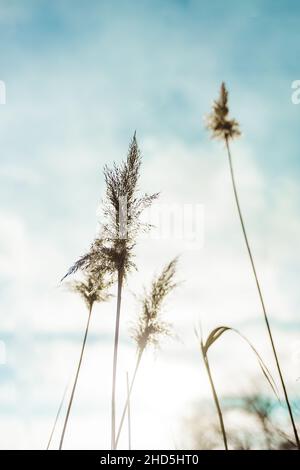 Wunderschöne Naturlandschaft mit trockenen Blüten des Pampagrases, das sich im Wind bewegt. Stockfoto