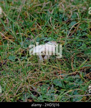 Wilder Pilz wächst unter Kreidewiesengras, Wiltshire UK Stockfoto