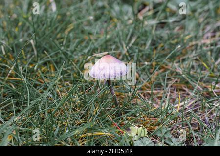 Wilder Pilz wächst unter Kreidewiesengras, Wiltshire UK Stockfoto