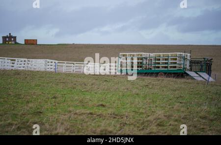 Grasland Wiese mit aufgerichtet weißen Kunststoff Barriere Fechten und beladen Anhänger, bereit für die Verrundung bis Schafe in einen Stift oder Container Stockfoto