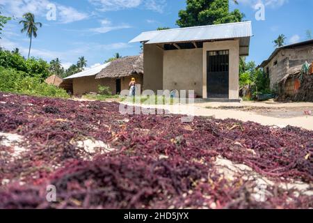 Rosa Algen - Algen, die auf dem Boden in einem kleinen Dorf auf der Insel Pemba, Sansibar, Tansania, getrocknet werden. Stockfoto