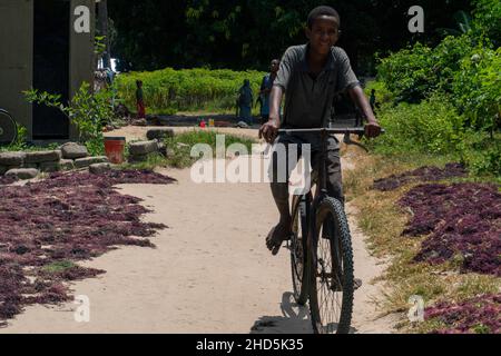Pemba Island, Sansibar, Tansania - Kanuary 2020: Schwarze indigene Afrikaner umherwandern rosafarbene Algen, die am Boden getrocknet werden Stockfoto
