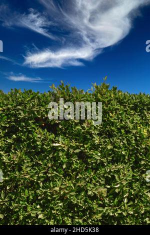 Ein Hintergrund- oder Tapetenkonzeptbild einer Hecke von grünen indischen Lorbeer-Pflanzen in vertikaler Nahaufnahme des blauen Himmels mit Wolken Stockfoto