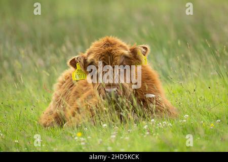 Highland Kalb in den schottischen Highlands Stockfoto