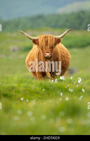 Highland Kuh in den schottischen Highlands Stockfoto