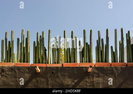 Eine starke horizontale Ansicht eines mexikanischen Dachgartens, gesäumt von eingetopften mexikanischen Fencepost-Kakteen, in einer wunderschönen Ausstellung vor einem blauen Himmel in San Miguel Stockfoto