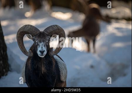 Porträt eines Schafes. Europäisches Mufflon von Korsika. Ein männliches Ovis aries musimon. Stockfoto