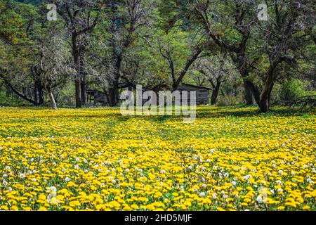 Altes Holzhaus, umgeben von gelben Blumen. Stockfoto