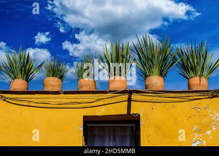 Eine auffällige Reihe von Yucca-Pflanzen auf einem Dach in Tongefäßen auf einem gelben rustikalen Haus vor blauem Himmel in San Miguel de Allende, MX Stockfoto