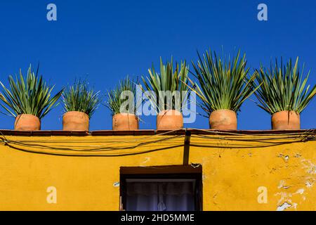 Eine auffällige Reihe von Yucca-Pflanzen auf einem Dach in Tongefäßen auf einem gelben rustikalen Haus vor blauem Himmel in San Miguel de Allende, MX Stockfoto