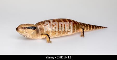 Zentralisch-Blaue Zunge-Eidechse Stockfoto