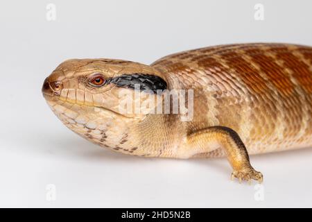 Zentralisch-Blaue Zunge-Eidechse Stockfoto