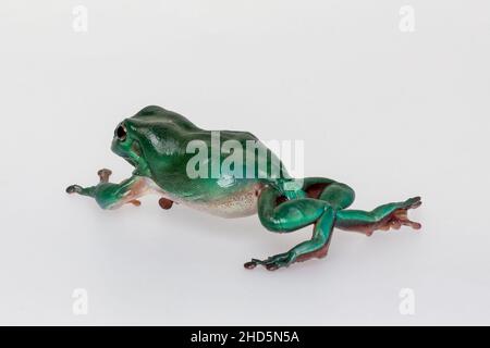 Australischer Grüner Baumfrosch auf weißem Hintergrund Stockfoto