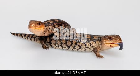 Blotched Blue-Tongue Eidechse auf weißem Hintergrund Stockfoto