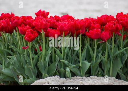 Blumenbeet mit frischen roten Tulpen, die im Garten wachsen Stockfoto