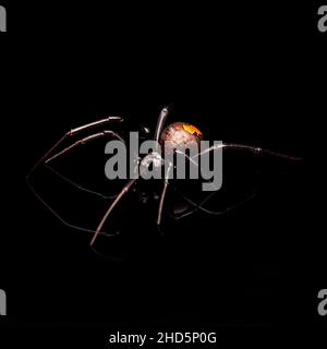 Rote Rückenspinne auf schwarzem Hintergrund Stockfoto