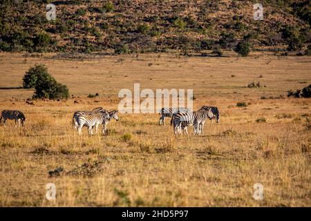 Eine Herde Zebras, die auf einem Gras bedeckten Feld in Südafrika steht Stockfoto