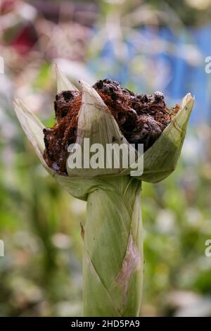 Blasenschmierungen manifestieren sich in Form von pathologischen Neoplasmen galls usarium moniliforme Synonym von F. verticillioides. Fusarium auf dem Cob ist die häufigste Erkrankung an den Ohren. Stockfoto