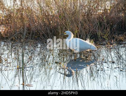 Winterlicher Schneegreiher-Vogel, der sich im seichten Salzwasser-Sumpfgebiet von Merritt Island National Wildlife Refuge, Florida, ernährt Stockfoto