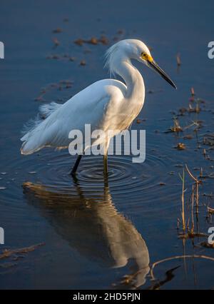 Winterlicher Schneegreiher, der sich im seichten Salzwasser-Sumpfteich im Merritt Island National Wildlife Refuge, Florida, ernährt Stockfoto