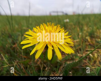Nahaufnahme einer gelben dendelion Blume Stockfoto