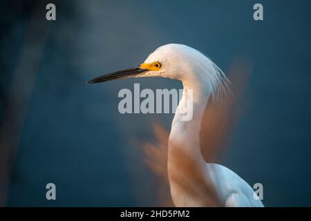 Winterlicher Schneegreiher-Vogel, der sich im seichten Salzwasser-Sumpfgebiet von Merritt Island National Wildlife Refuge, Florida, ernährt Stockfoto