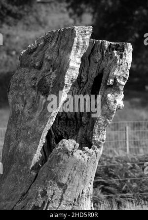 Ein schwarz-weißes Bild eines verrottenden hohlen Baumstumpens Stockfoto
