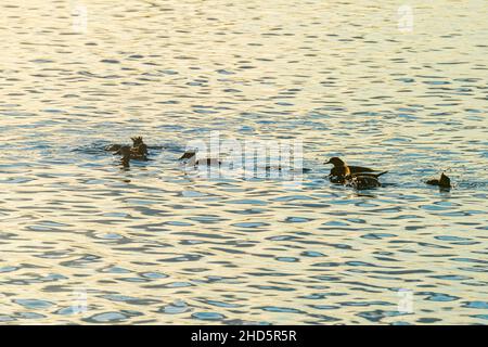 Merganser Enten mit Kapuze auf dem Wasser bei Sonnenuntergang im Merritt Island National Wildlife Refuge, Florida Stockfoto