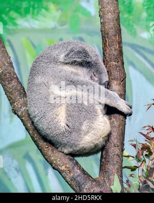 Profil eines Koala-Bären, der in einem Baum schläft. Stockfoto