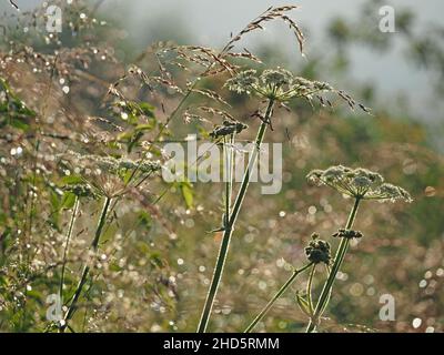 Zarte weiße Doldenblüten und farnähnliches Laub von KuhPetersilie (Anthriscus sylvestris) in sonniger Sommerhedgerow am Straßenrand in Perthshire, Schottland, Großbritannien Stockfoto