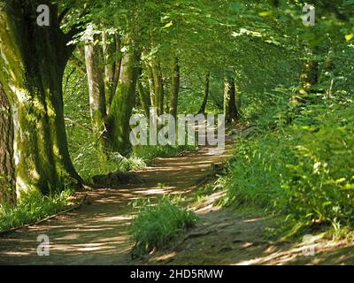 Strahlendes Sonnenlicht auf frischem, hellgrünem Laub und uralten Baumstämmen, die an einen Waldweg in Laubwäldern in Perthshire, Schottland, Großbritannien, Grenzen Stockfoto